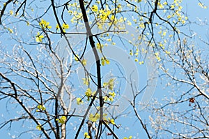 Branches of a tree with young leaves and shoots on the background of a clear blue sky.