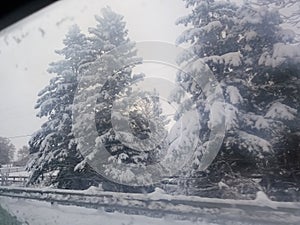 Branches treed heavy snow winter bright sky behind trees a