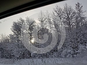 Branches treed heavy snow winter sunrise behind trees e