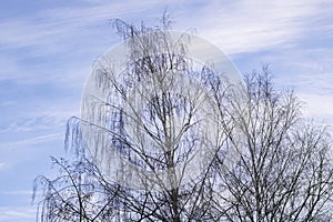 Branches of trees against the blue sky