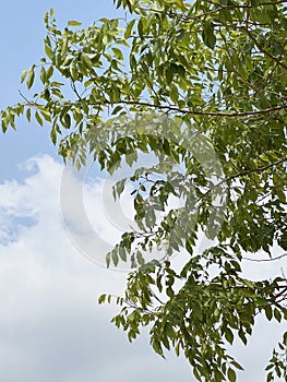 branches of trees against the blue sky