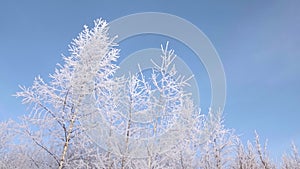 The branches of trees against the blue sky are covered with frost and snow. Creative. A beautiful combination of white