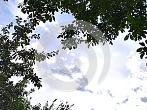 Branches of trees against a light sky