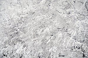 Branches of trees on background snow, winter landscape