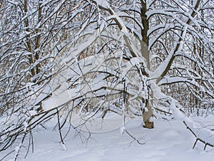 Branches of trees bent down by the weight of snow