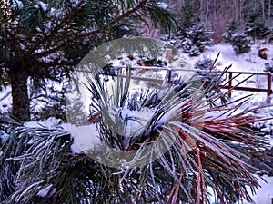 Branches of trees and bushes in hoarfrost.