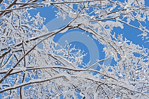 Branches of the trees are covered with fresh snow on a sunny day against the backdrop of the blue sky