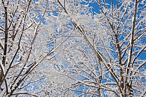 Branches of the trees are covered with fresh snow on a sunny day against the backdrop of the blue sky