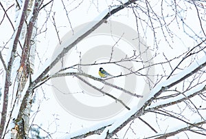 The branches of the trees are covered with frost and snow. On one of the trees sits a big tit