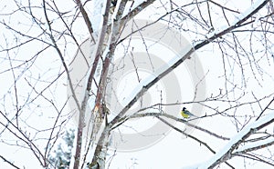 The branches of the trees are covered with frost and snow. On one of the trees sits a big tit