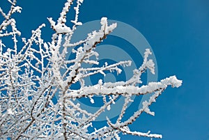 Branches of trees covered with hoarfrost