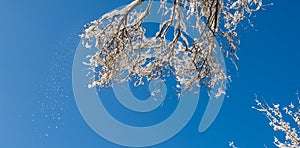 Branches of trees covered with snow against the blue sky in the