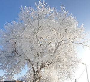 branches of trees covered with snow and frost on a sunny winter day against a blue sky