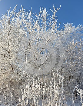 branches of trees covered with snow and frost on a sunny winter day against a blue sky