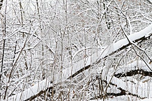 Branches of trees covered with snow in winter forest