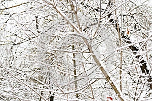 Branches of trees covered with snow in winter forest