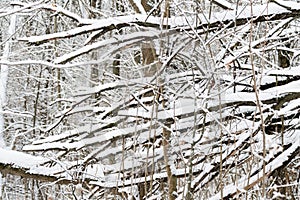 Branches of trees covered with snow in winter forest