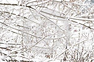 Branches of trees covered with snow in winter forest