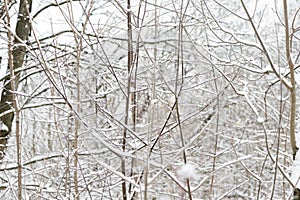 Branches of trees covered with snow in winter forest