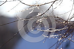 Da alberi coperto con neve inverno sul il cielo dettagliato 