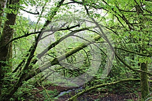 Branches of trees in the forest