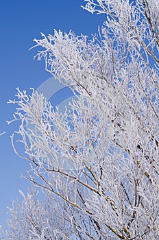 Branches of trees in the frost against the blue sky