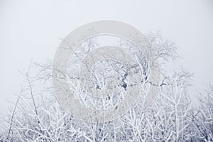 Branches of trees heavy with hoarfrost