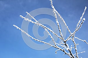 Branches of trees in hoarfrost against a background of blue sky Winter background. Nature