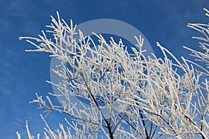 Branches of trees in hoarfrost against the blue sky