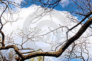 Branches of trees with kidneys and the first leaves against the background of the blue sky