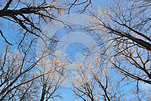 Branches of trees without leaves against a blue sky