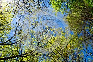 The branches of trees with leaves against the blue sky are illuminated by the sun rays