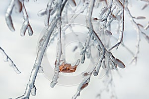 Branches of trees with a lonely orange leaf covered with snow