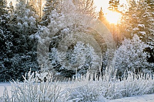 Branches of trees in mixed forest are covered with frost, sun is shining above tops of fir trees.