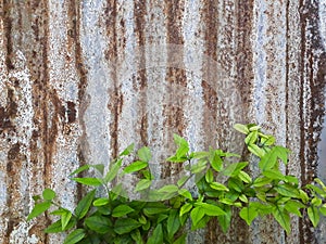 Branches of trees on Old Zinc Wall Background