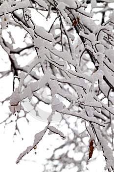 Branches of trees in the snow.