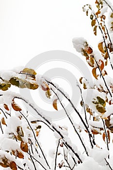 Branches of trees in the snow.