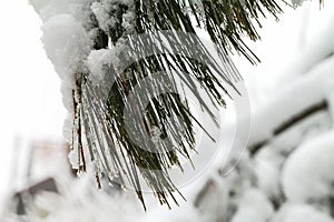 Branches of trees in the snow.