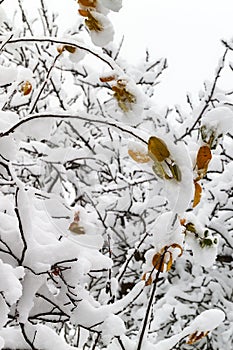Branches of trees in the snow.