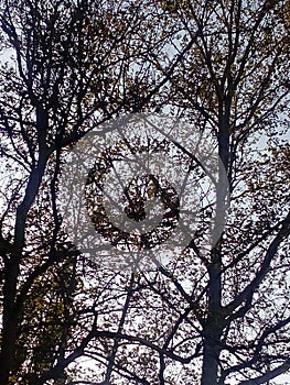 Branches of trees with spring foliage against the sky