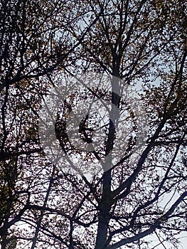 Branches of trees with spring foliage against the sky