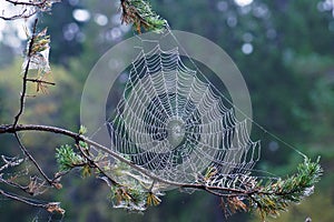 On the branches of trees threads of web with dew drops.