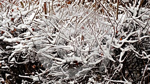 Branches of trees under the snow