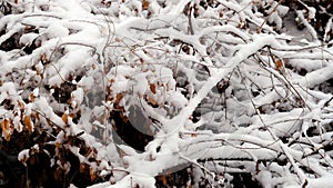 Branches of trees under the snow