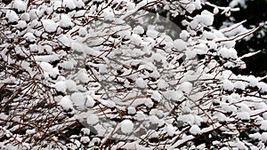 Branches of trees under the snow