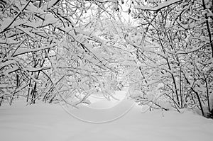 Branches of trees under the weight of snow