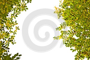 branches of trees with yellow and green leaves on white background