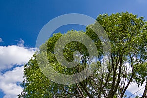Branches of trees with young foliage against the blue summer sky