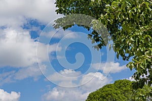 Branches of trees with young foliage against the blue summer sky