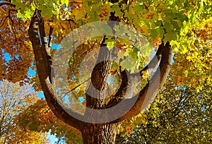 Branches and trunk with bright yellow and green leaves of autumn maple tree against the blue sky background. Bottom view